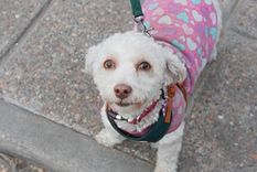 La calle habló tras la polémica del proyecto presentado por la diputada Karen Reichardt para crear un régimen de habilitación, registro y fiscalización de criaderos, refugios y hogares de tránsito de animales. La calle habló tras la polémica del proyecto presentado por la diputada Karen Reichardt para crear un régimen de habilitación, registro y fiscalización de criaderos, refugios y hogares de tránsito de animales.