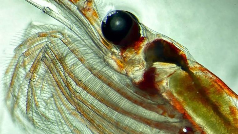 Sin el zooplancton, la atmósfera de nuestro planeta sería mucho más cálida.