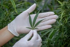 Las Heras habilitó el cultivo de cannabis con fines medicinales, científicos e industriales.