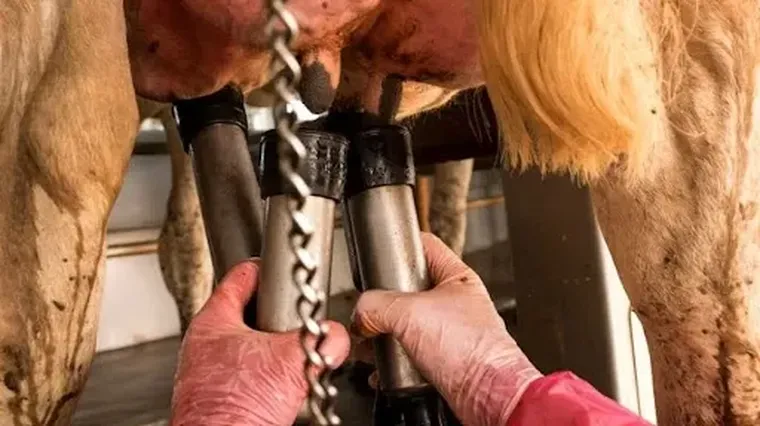 El remate de hacienda en la 20° Vidriera Genética de la Sociedad Rural de Las Colonias reflejó el delicado momento que atraviesa la lechería.