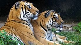 En India, tigres mataron a cuatro mujeres en un bosque. Foto: Efe En India, tigres mataron a cuatro mujeres en un bosque. Foto: Efe