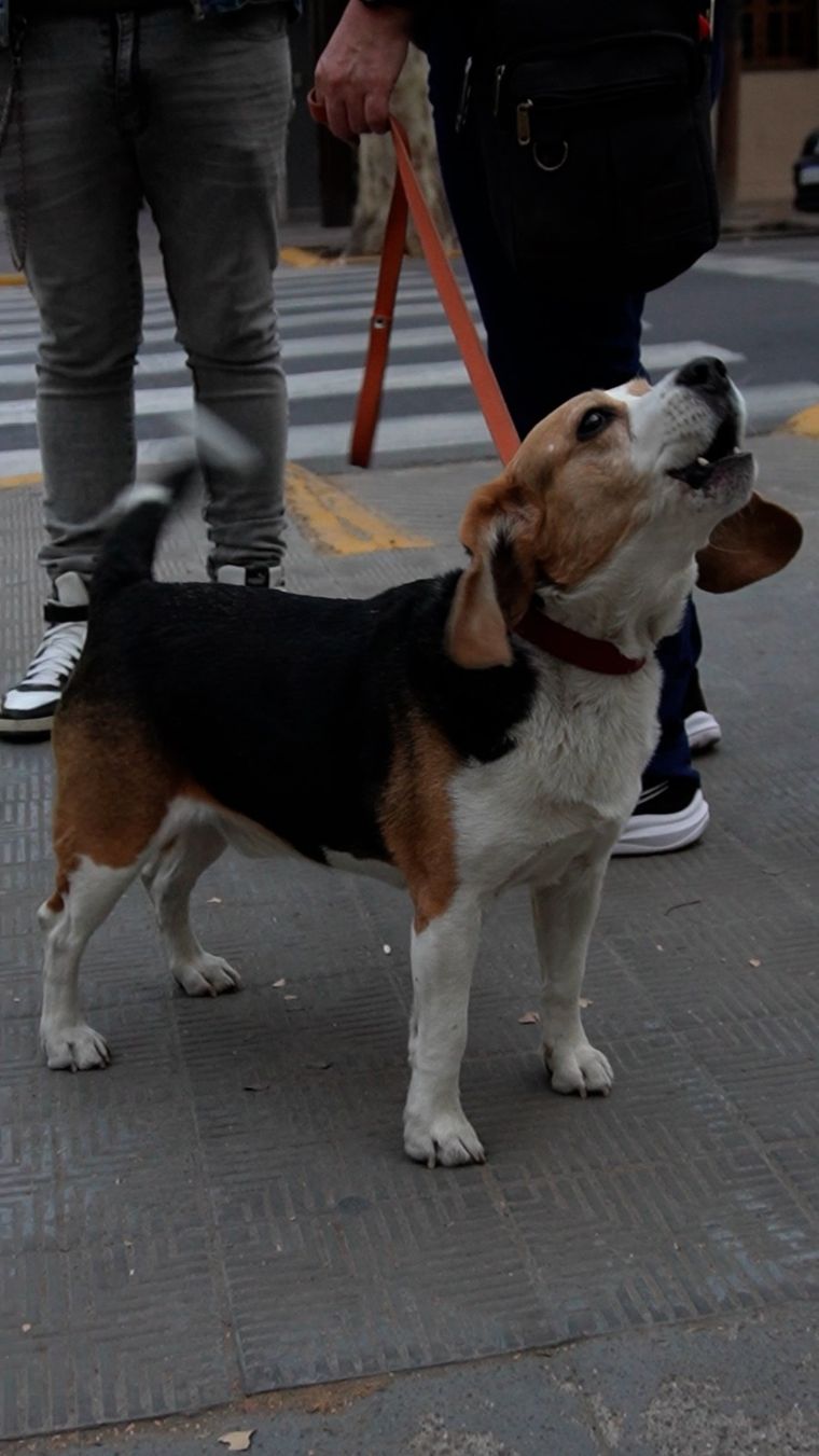 La protección animal impulsa la búsqueda de mayores controles a los establecimientos. La protección animal impulsa la búsqueda de mayores controles a los establecimientos.