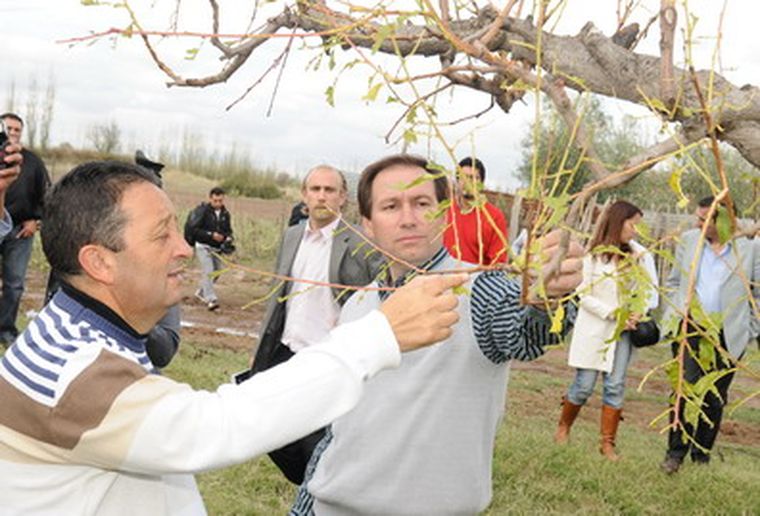 Jaque: Este duraznero no producirá por unos dos años. Foto: Pachy Reynoso / MDZ