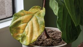 Las hojas amarillas pueden aparecer por muchas causas en verano. Foto: Archivo Las hojas amarillas pueden aparecer por muchas causas en verano. Foto: Archivo