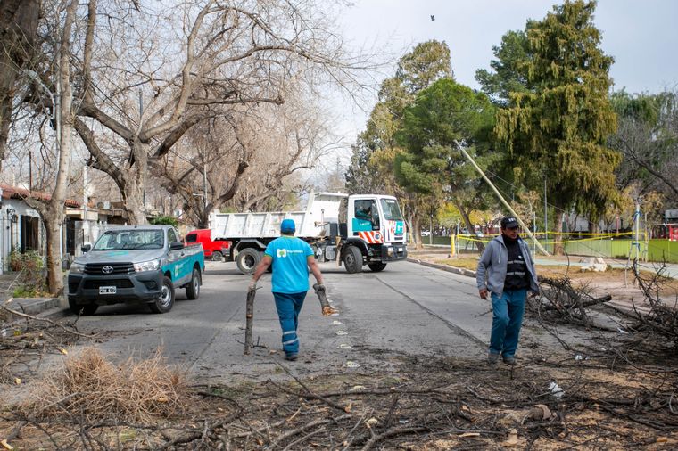 Se reportaron árboles y ramas caídas