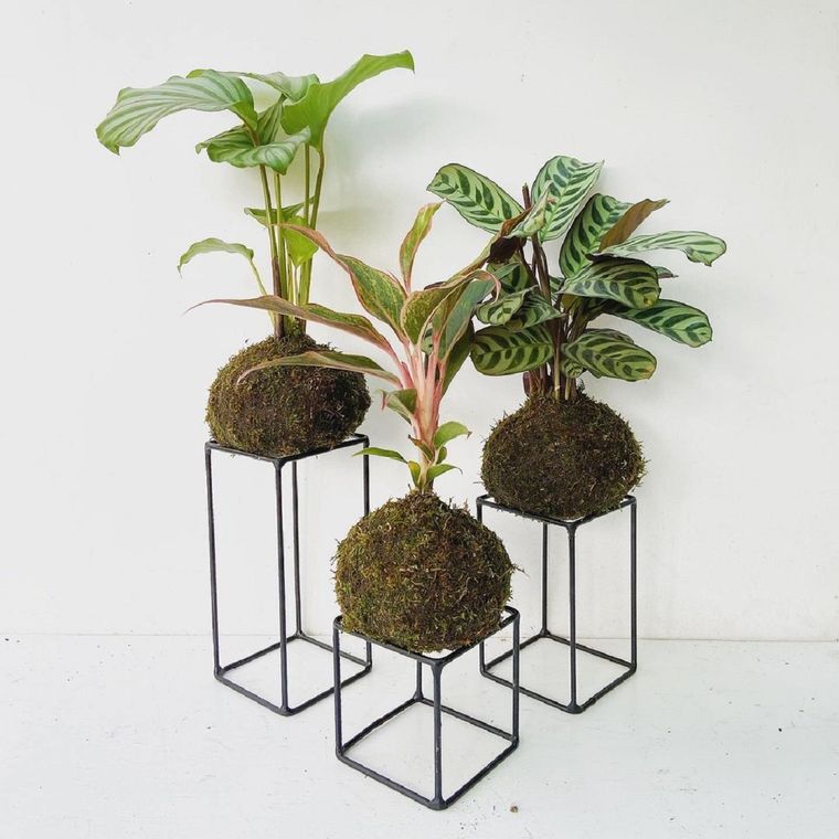 Kokedama: las plantas que se pueden realizar con esta técnica pueden ser de interior como de exterior.  Foto: Shutterstock