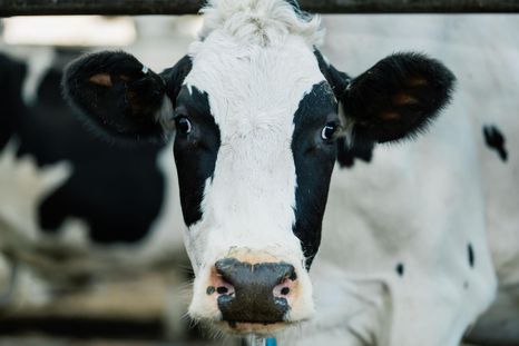 El índice mundial del precio de la carne aumentó 10% este año.