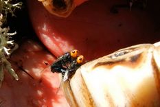 Dos moscas quebrantahuesos. Foto: Youtube.