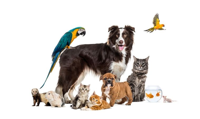 Los animales están protegidos por leyes contra el maltrato. Foto: Shutterstock