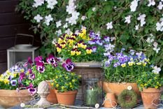 Jardín Consejos para tener tus plantas llenas de flores Foto: Shutterstock