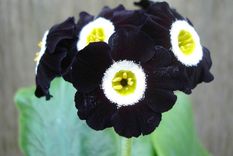 Prímulas negras, realmente el color de sus flores es un caoba muy oscuro.