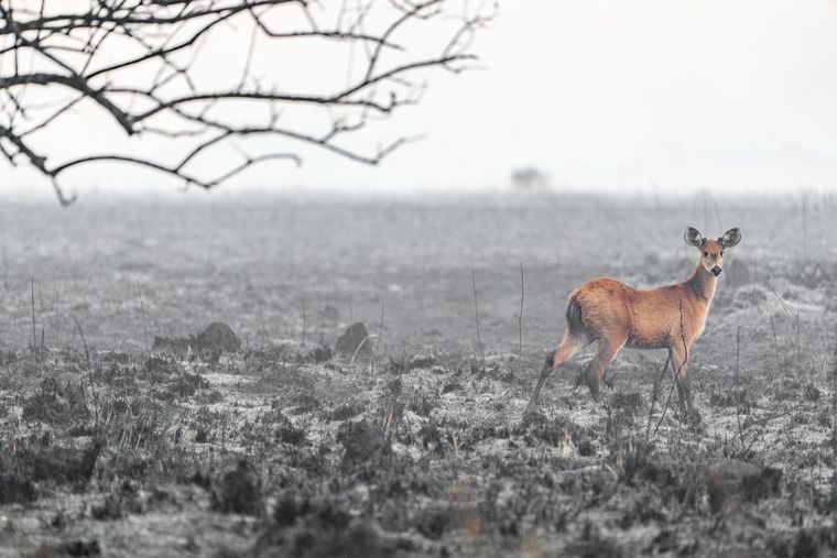 Las especies animales y vegetales comienzan a recuperar los territorios arrasados por los incendios Foto: Fundación Rewilding Argentina