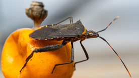 Chagas, la enfermedad silenciosa que preocupa a los expertos de la salud
