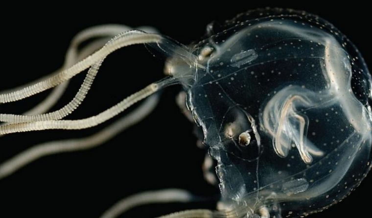 medusa sin cerebro La medusa sin cerebro es un animal sorprendente. Foto: Wikipedia.