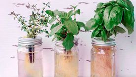 Foto: Créditos de la imagen:   Maridav Alamy Stock Photo - Fuente: homesandgardens.com