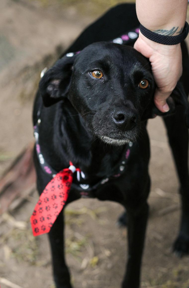 ¿Cómo hago para calmar a mi perro durante una fuerte tormenta? Te explicamos cómo ayudar a tu mascota en una situación de estrés. Foto: Pexels