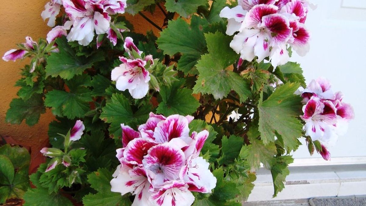 Aguantan el frío y florecen igual: las 3 plantas que mantienen tu jardín vivo en pleno invierno