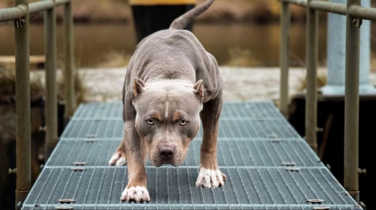 El dueño del pitbull, un hombre de 27 años, fue detenido por orden del fiscal de turno. Foto: MDZ