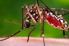 Foto: CDC. La inmensa mayoría de los mosquitos no transmite enfermedades.