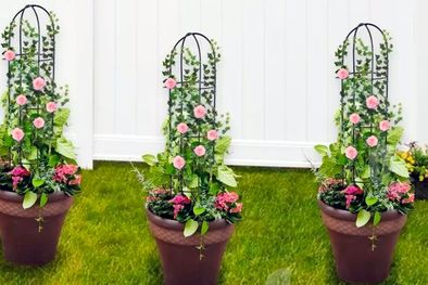 MDZol | Las rejas para plantas es una estructura que para sostener y exhibir una variedad de plantas trepadoras. de interior. Foto: mercadolibre.com.ar