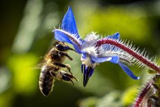 Abejas El enjambre reaccionó a los químicos que se utilizaban para la fumigación de mosquitos Foto: EFE Abejas El enjambre reaccionó a los químicos que se utilizaban para la fumigación de mosquitos Foto: EFE