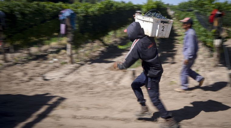 Cosecha en vendimia.