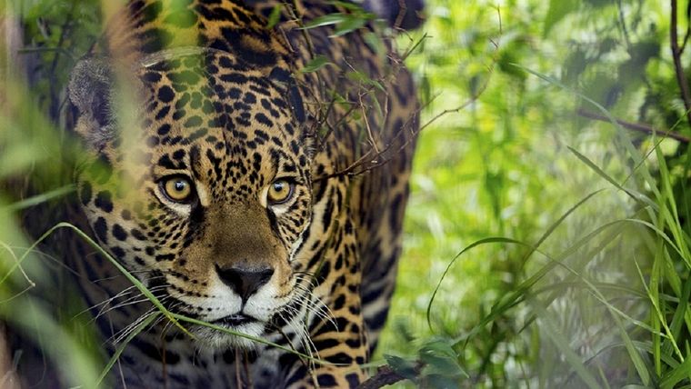 La decisión de la Corte busca proteger a los Yaguareté que habitan la zona Foto: Télam