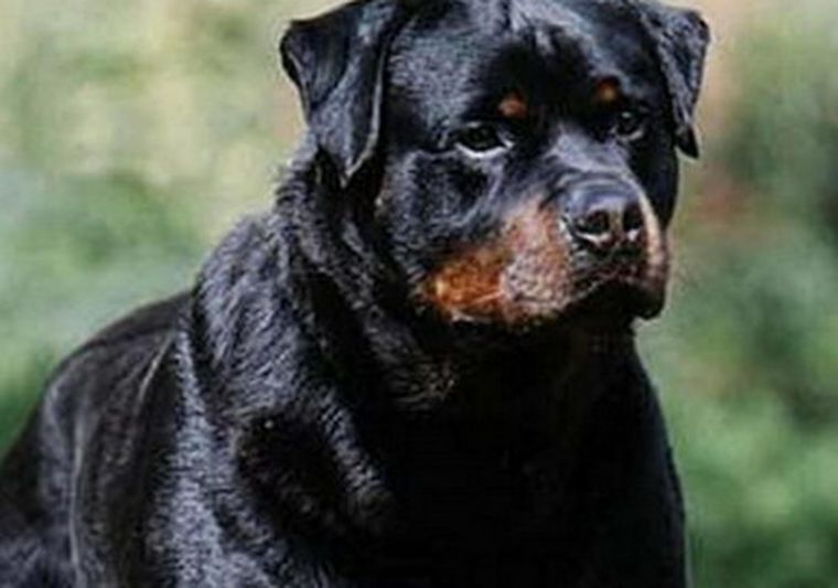 Es muy importante el asesoramiento de un veterinario.