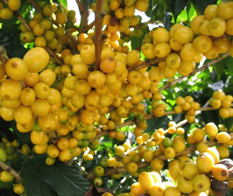 Si se desea consumir como una vía alternativa para la producción de colágeno, se lo debe hacer junto otras frutas ricas en vitamina E y C. como el ananá, los cítricos y el kiwi. Foto: Freepik