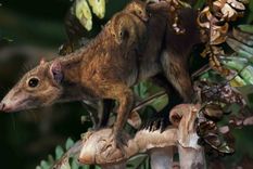 Los mamíferos se estaban adaptando de la vida en los árboles a la vida en el suelo millones de años antes del asteroide que extinguió a los dinosaurios no aviares. Foto: Dpa.
