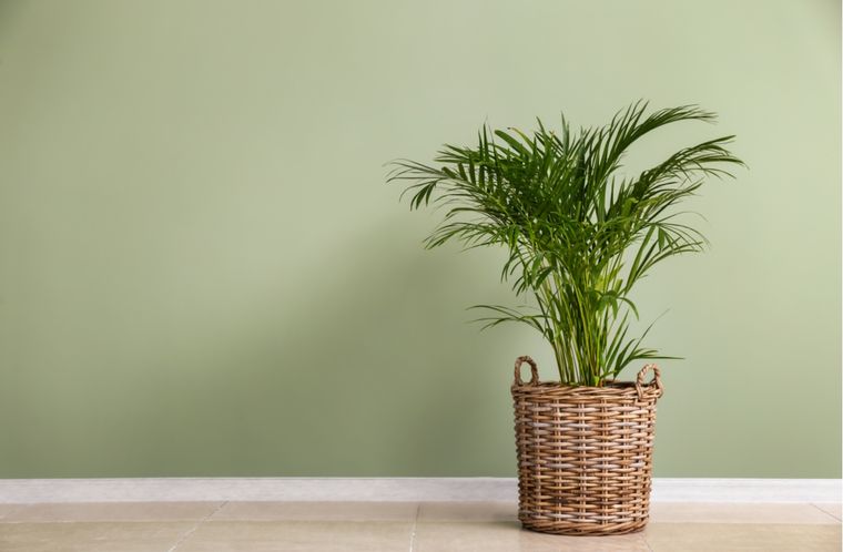 Areca Pautas de cuidado Foto: Shutterstock