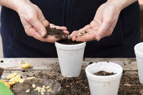 El limonero necesita sol pleno y mucha agua para sobrevivir en el jardín. Foto: Shutterstock El limonero necesita sol pleno y mucha agua para sobrevivir en el jardín. Foto: Shutterstock