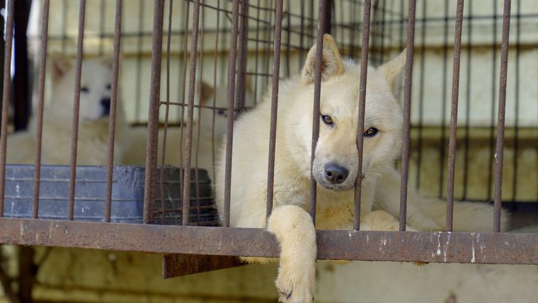 https://www.bbc.com/mundo/articles/cwyge7qv36jo