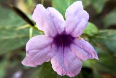 Una flor para admirar. Foto: Fuente: Freepik