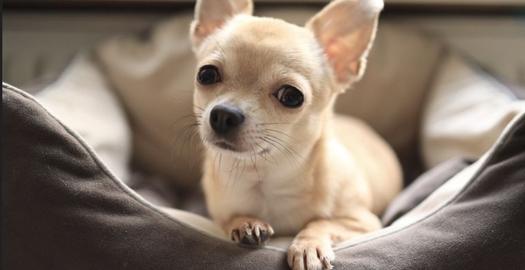 Esta raza es originaria de México Foto: Shutterstock