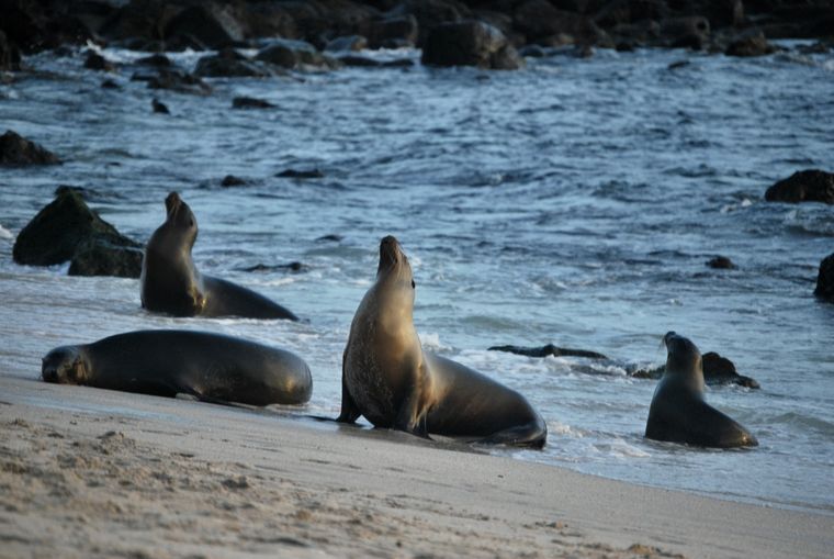 Fotografía de un lobo marino (zalophus wollebaeki), el 1 de julio de 2023, en la orilla de la playa Punta Carola, de la isla San Cristóbal, la más oriental de las Islas Galápagos. EFE/ Fernando Gimeno