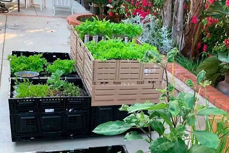 Las huertas decorativas mezclan verduras, flores y hierbas aromáticas en jardines modernos y sustentables. Las huertas decorativas mezclan verduras, flores y hierbas aromáticas en jardines modernos y sustentables.
