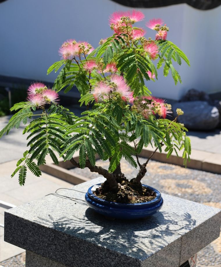 El árbol con cierta "magia" que transforma cualquier jardín. El árbol con cierta "magia" que transforma cualquier jardín. 