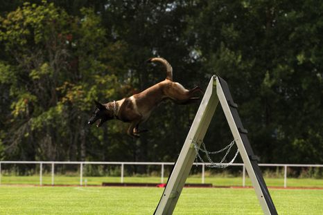 Esta es la mascota más inteligente que puedes tener en casa. Foto: Shutterstock Esta es la mascota más inteligente que puedes tener en casa. Foto: Shutterstock