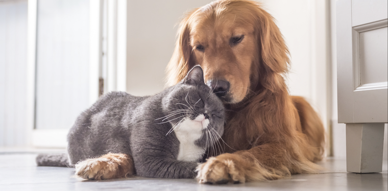Hacer que tu perro y tu gato se lleven bien es cuestión de paciencia y perseverancia Foto: Shutterstock