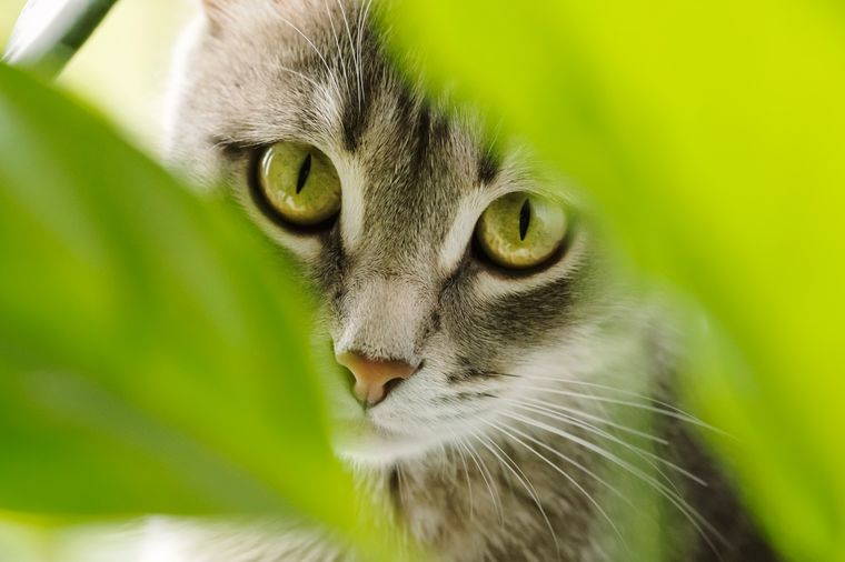 Un nuevo estudio afirma que los gatos es una especie invasora Foto: Shutterstock