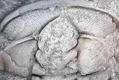 Fósil de trilobites. Foto: Efe.