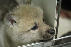 Foto: SINOGENE Foto: SINOGENE