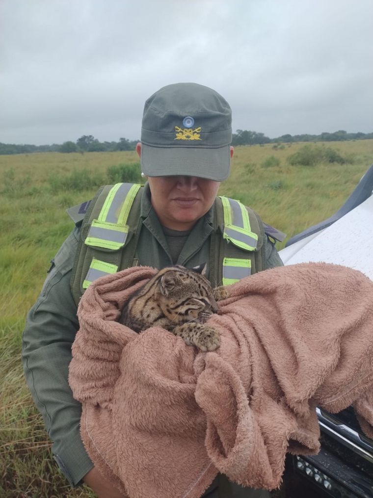 El animal fue hallado con heridas y golpes Foto: Foto: Prensa Gendarmería