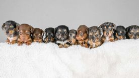 La inteligencia artificial recomendó los mejores nombres de personajes de Disney para ponerle a perros y gatos. Foto: Rayma Jones / SWNS La inteligencia artificial recomendó los mejores nombres de personajes de Disney para ponerle a perros y gatos. Foto: Rayma Jones / SWNS