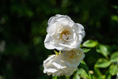 MDZol | El especialista en plantas describió una serie de plantas que nos pueden servir para armar nuestro cantero para alentar a la Selección Foto: Freepik