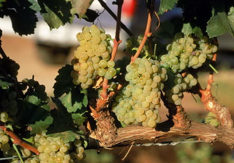 Las uvas, dicen, están enfermas.