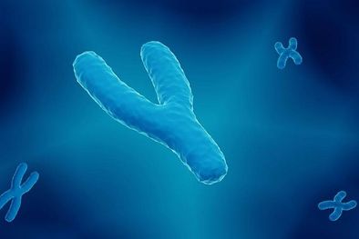 MDZol | El cromosoma Y determina el sexo masculino. Su par, el X -que aparece doble en mujeres- fue secuenciado en 2005. Foto: GETTY IMAGES