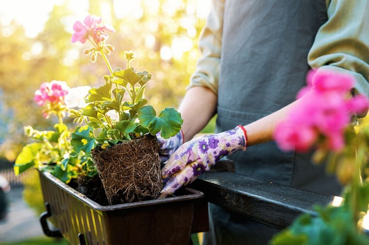 flores Con estos trucos las plantas estarán radiantes. Foto: Fuente: Shutterstock