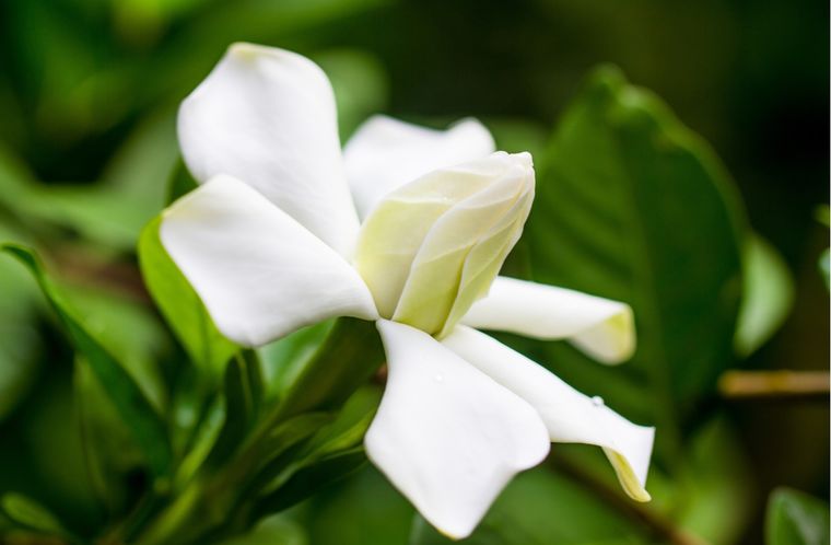 El fertilizante casero para revivir un jazmín en un abrir y cerrar de ojos Los ingredientes estrella de este fertilizante son la banana y la cáscara de huevo. Foto: shutterstock